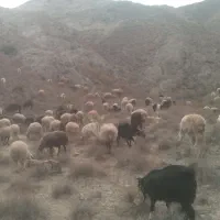 خار زنی و هرس درختان باقیچی و اره برقی|خدمات باغبانی و درختکاری|گناباد, |دیوار