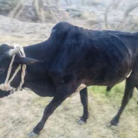 گاو نر فروشی مخصوص قربانی