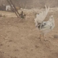 مرغ و خروس گلین بومی جوان