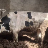 فروش گوساله نر پرواری سرک دار