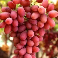 نهال انگور|خدمات باغبانی و درختکاری|نیشابور, مازول|دیوار