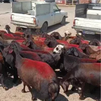 میش قره قزل کاور شیشک افشار اصل بره
