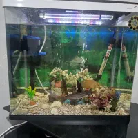 اکواریوم  دلسا مدل K500|ماهی|کرمان, |دیوار