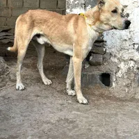 سگ سراب قدرجونی گرگی|سگ|ری, دیلمان|دیوار