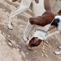 توله میکس آلمان دمبلانی ب دلیل نداشتن جا میفروشم