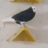 کبوتر شازده نر