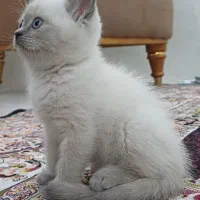 گربه بریتیش