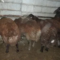 گوشت بره نر ارگانیک