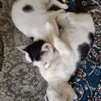 واگذاری بچه گربه دوماهه زیبا و دوست داشتنی سالم|گربه|اهواز, کمپلو جنوبی|دیوار