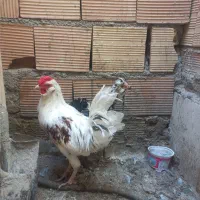 مرغ وخروس گلین ۶ماهه
