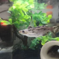 آکواریوم با لوازم و ماهی|ماهی|تهران, شهرک نفت|دیوار