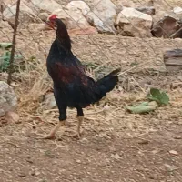 خروس|حیوانات مزرعه|گوآور, |دیوار