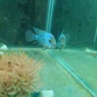 دو عدد کانفا بلو و رد|ماهی|ری, دولتآباد|دیوار