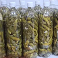 خیارشور خانگی