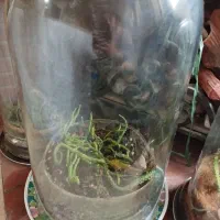 انواع گلدان با گل کاشته شده و خالی|گل و گیاه طبیعی|تهران, زرگنده|دیوار