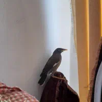 جوجه مینا