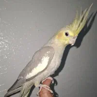 عروس هلندی اهویی ماده مست