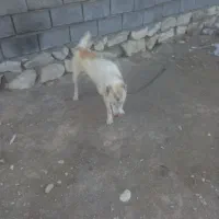سگ فروش