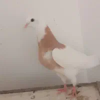 جوجه کفتر نطفه دار      طوقی زرد.         فروشی