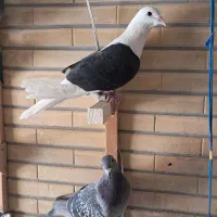 دوکت پلاکی سیاه|پرنده|شاهین‌شهر, نبوت|دیوار