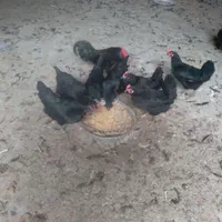 تخم مرغ سیاه * خروس سیاه جهت قربانی*