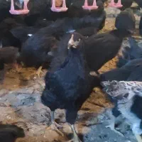 جوجه 110روزه گلپایگان مرغ خروس سیاه تاقچه جهادی|حیوانات مزرعه|مشهد, ویلاشهر|دیوار