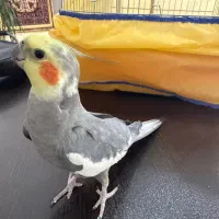 عروس هلندی سخنگو