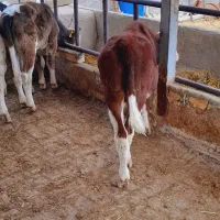 گوساله سمینتال بندرترکمن