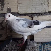 کفتر موشی