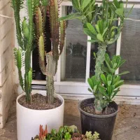 گل و گیاه اپارتمانی طبیعی شاداب و اینده دار|گل و گیاه طبیعی|مشهد, شاهد (شهرک غرب)|دیوار