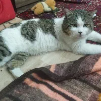 گربه گمشده مجتمع امام خمینی اندیشه