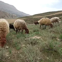 میش بره دار درجه یک،تضمینی