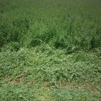 یونجه|خدمات باغبانی و درختکاری|سرپل ذهاب, |دیوار