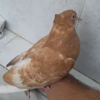 کبوتر|پرنده|شاهینشهر, حاجی آباد|دیوار