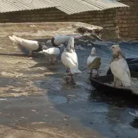 کبوتر