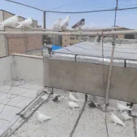 ۲۲عددکبوتر همه پرشی