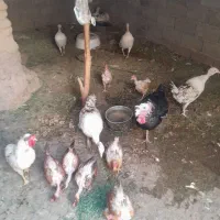 بوقلمون فروشی