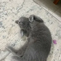 جفت نرو ماده اصیل و نژاد دار|گربه|بابل, |دیوار