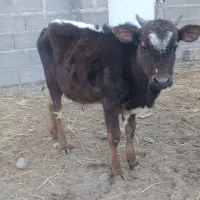 ورزا کوله چالوسی گاو نر