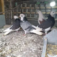 حدود ۲۰تا کفتر تهرونی درجه یک شازده گرگی به شرط