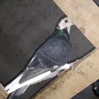 ابلغ|پرنده|نگین شهر, |دیوار