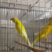 قناری رسمی بلند نر ماده|پرنده|تهران, جنتآباد جنوبی|دیوار