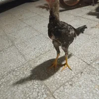 خروس لاری