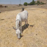 خر ماده گله آبستن