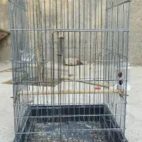 پارک سگ وقفس پرنده|لوازم جانبی حیوانات|فیروزآباد (فارس), |دیوار