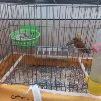 جفت قناری مولد|پرنده|خمینی‌شهر, |دیوار