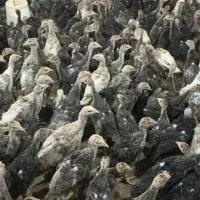 بوقلمون عمده