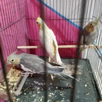 سه تا عروس هلندی قناری سهر