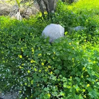 فروش-زمین