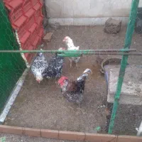 تخم ‌مرغ گلین.